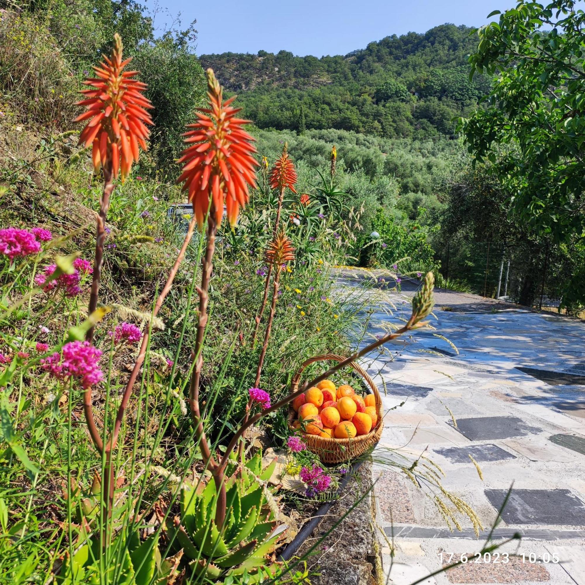 Villa Berio Due - Tuija Villa Viani Dış mekan fotoğraf